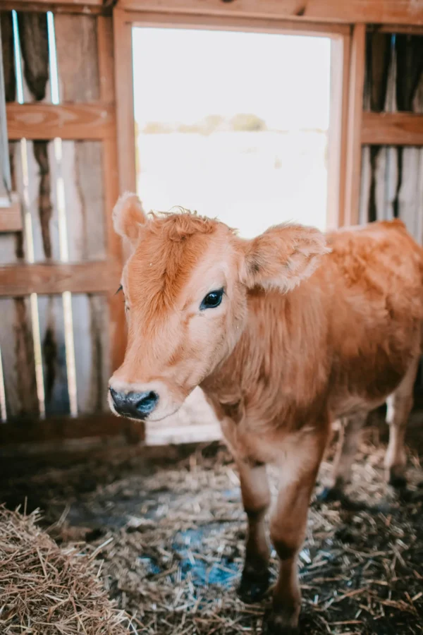 a reddish brown small calf
