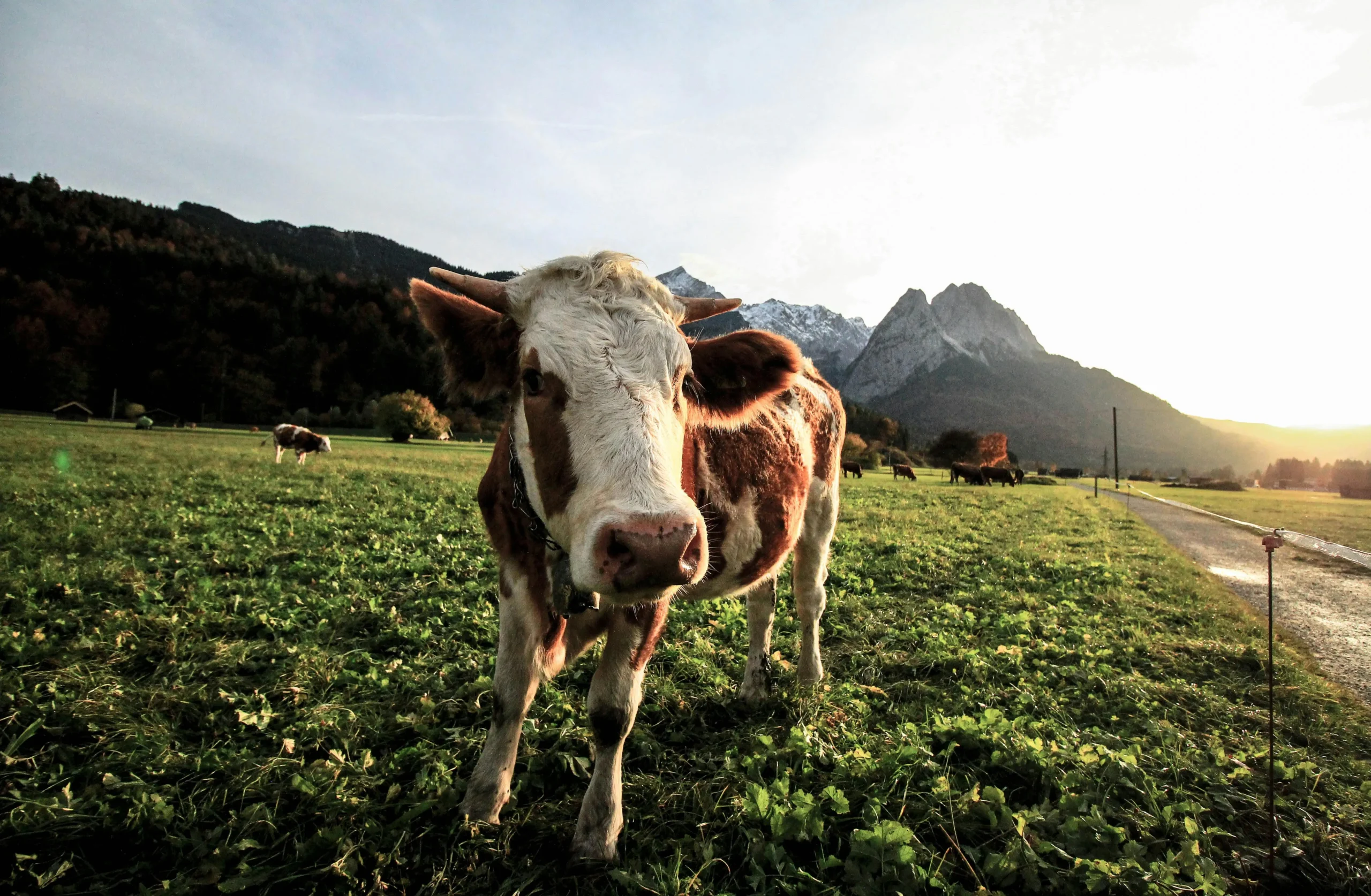 a small calf