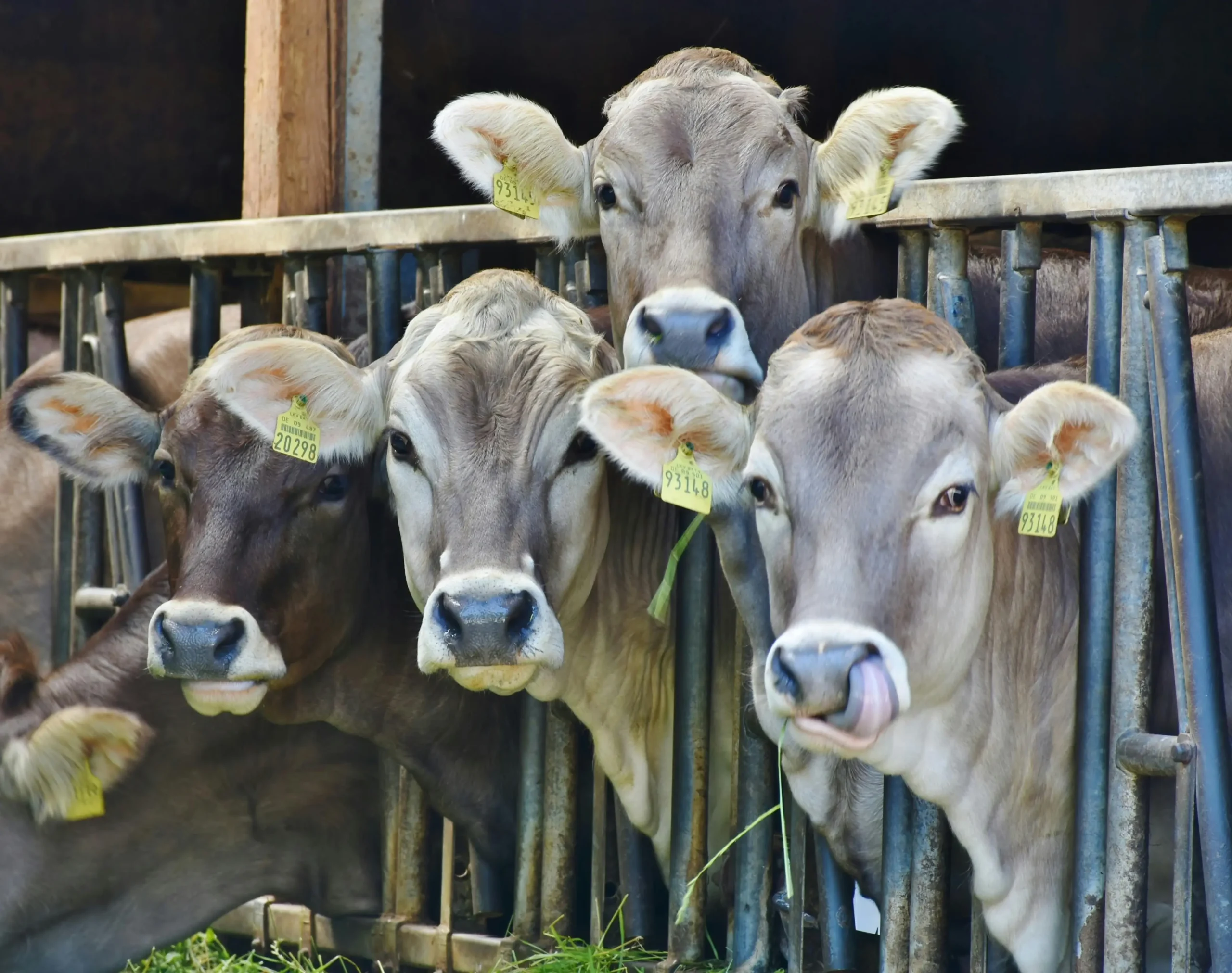 picture of cows