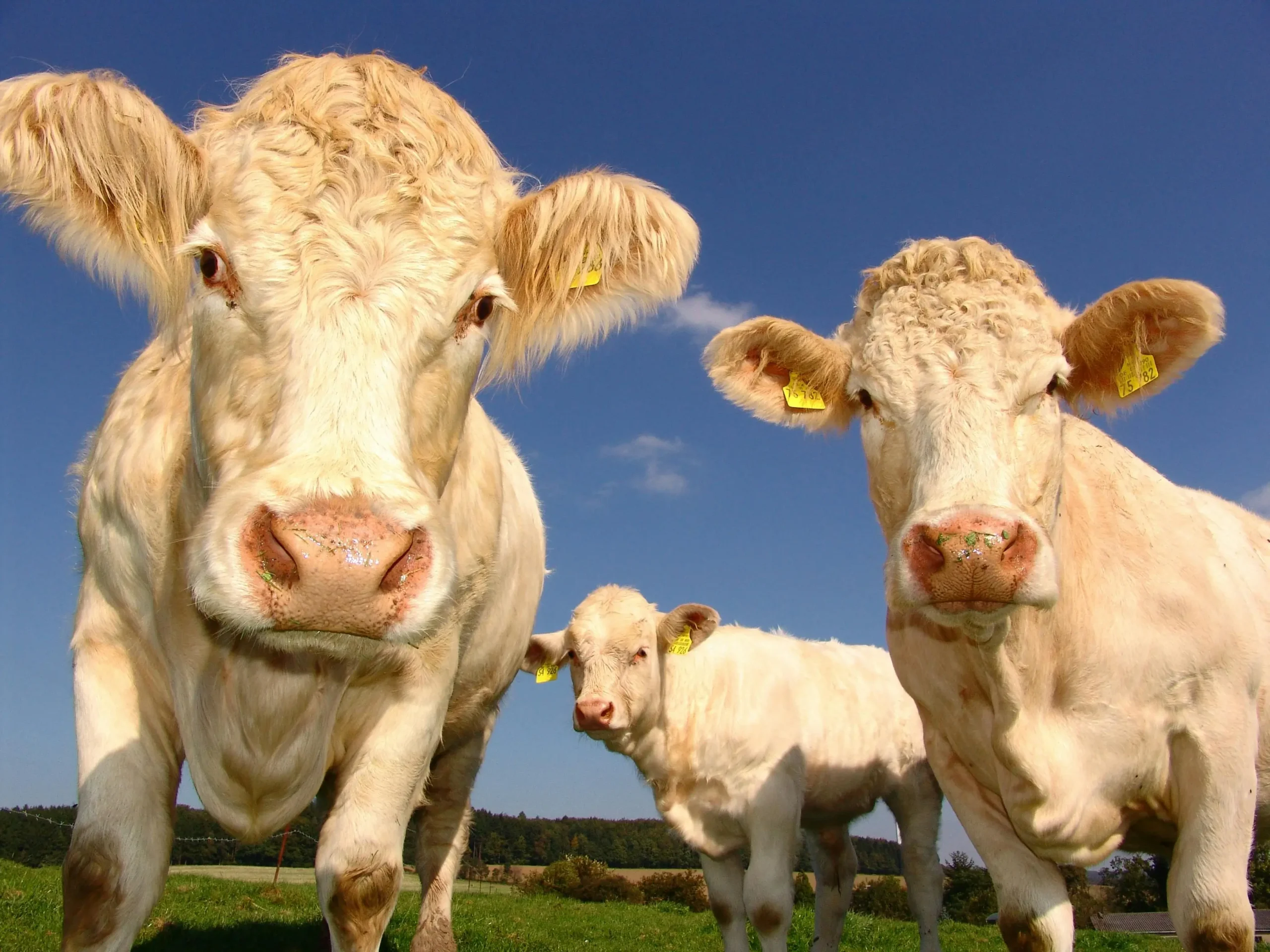 white cows