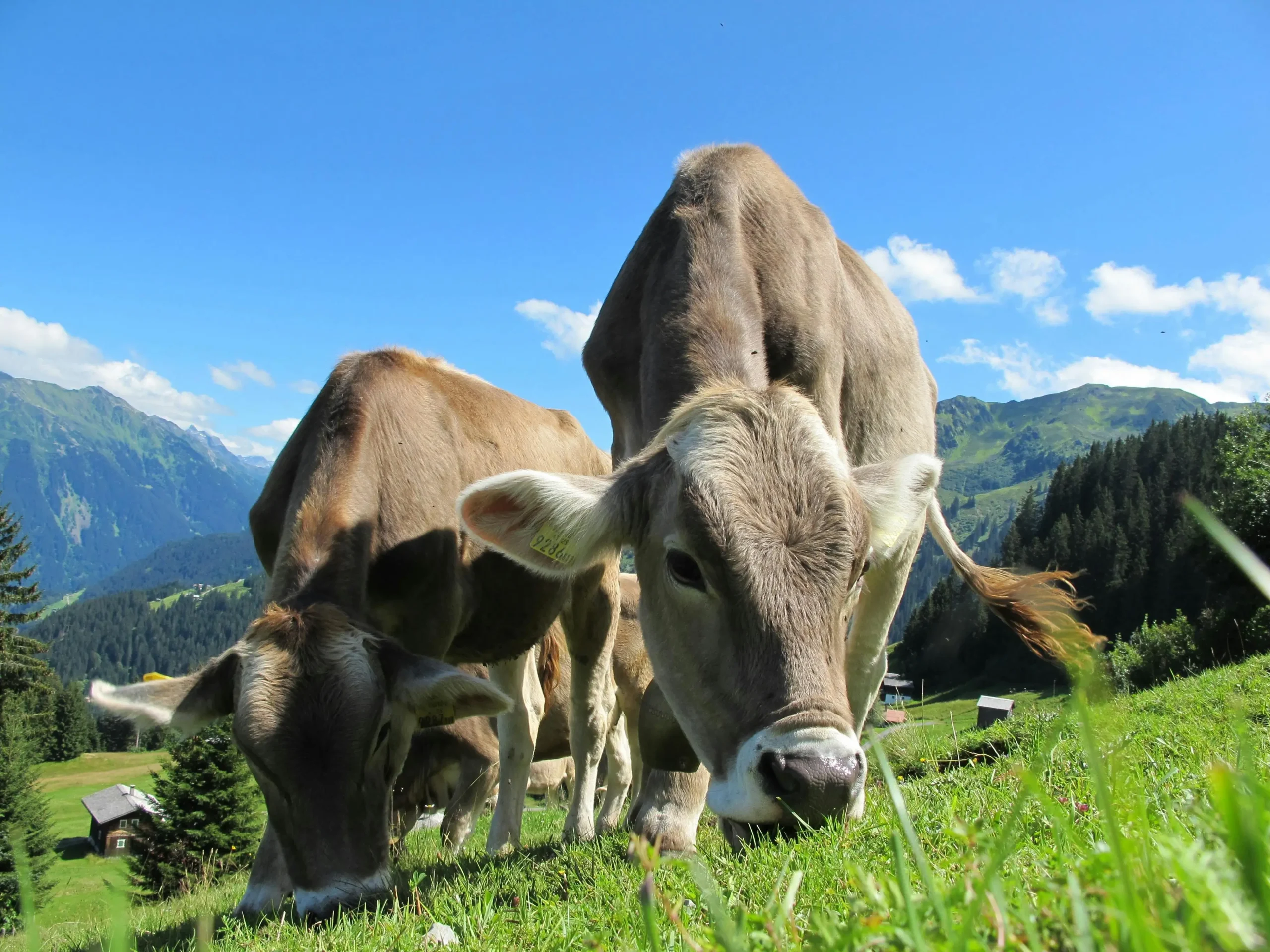 grey cows
