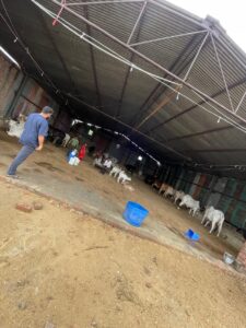 The interior of a large, high-ceilinged cattle shed with a corrugated metal roof and exposed support beams. A man in a blue shirt stands in the foreground, looking towards the back of the shed. Numerous white and brown calves are visible, some lying down, and others standing. In the mid-ground, a group of people are gathered. Blue plastic barrels are scattered on the dirt floor, which appears slightly damp. Brick walls line parts of the shed.