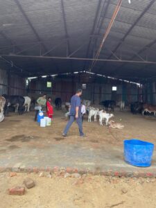 The interior of a large, open-sided cattle barn with a metal roof. A man in a blue shirt walks across the dirt floor in the foreground, past a blue barrel. In the midground, several white calves stand and lie down. Towards the back, other workers are visible near cows, with various livestock and equipment scattered throughout the barn. The walls are made of corrugated metal.