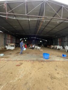The interior of a large, high-ceilinged cattle shed with a corrugated metal roof. A man in a blue shirt walks towards the left, carrying a container. In the mid-ground, a group of people are seated, and numerous calves and adult cows, in various shades of white, brown, and black, are visible throughout the shed. The ground is dirt, and a blue barrel sits in the foreground. The walls are a mix of brick and corrugated metal.