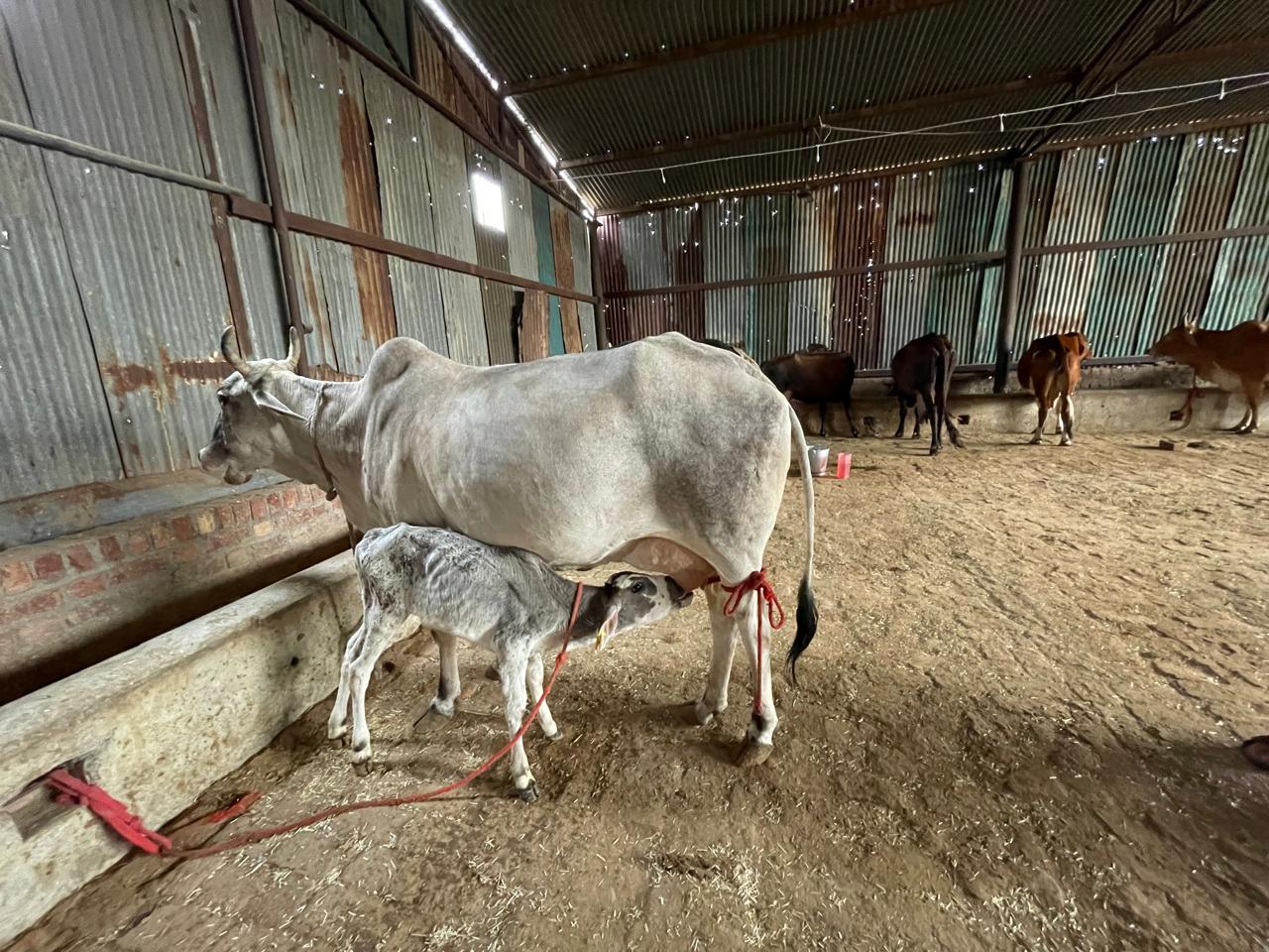 A light-colored cow with horns stands on a dirt floor inside a shed, nursing a small, dappled grey and white calf. The calf is actively suckling. The cow has a red rope tied around its back leg. In the background, other cows and calves are visible, along with corrugated metal walls and a feeding trough.