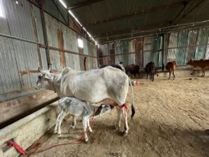 A light-colored cow with horns stands on a dirt floor inside a farm shed, with a dappled grey and white calf nursing beneath it. The cow has a red rope tied around its hind leg. In the background, other cattle are visible, along with corrugated metal walls and a feeding trough.