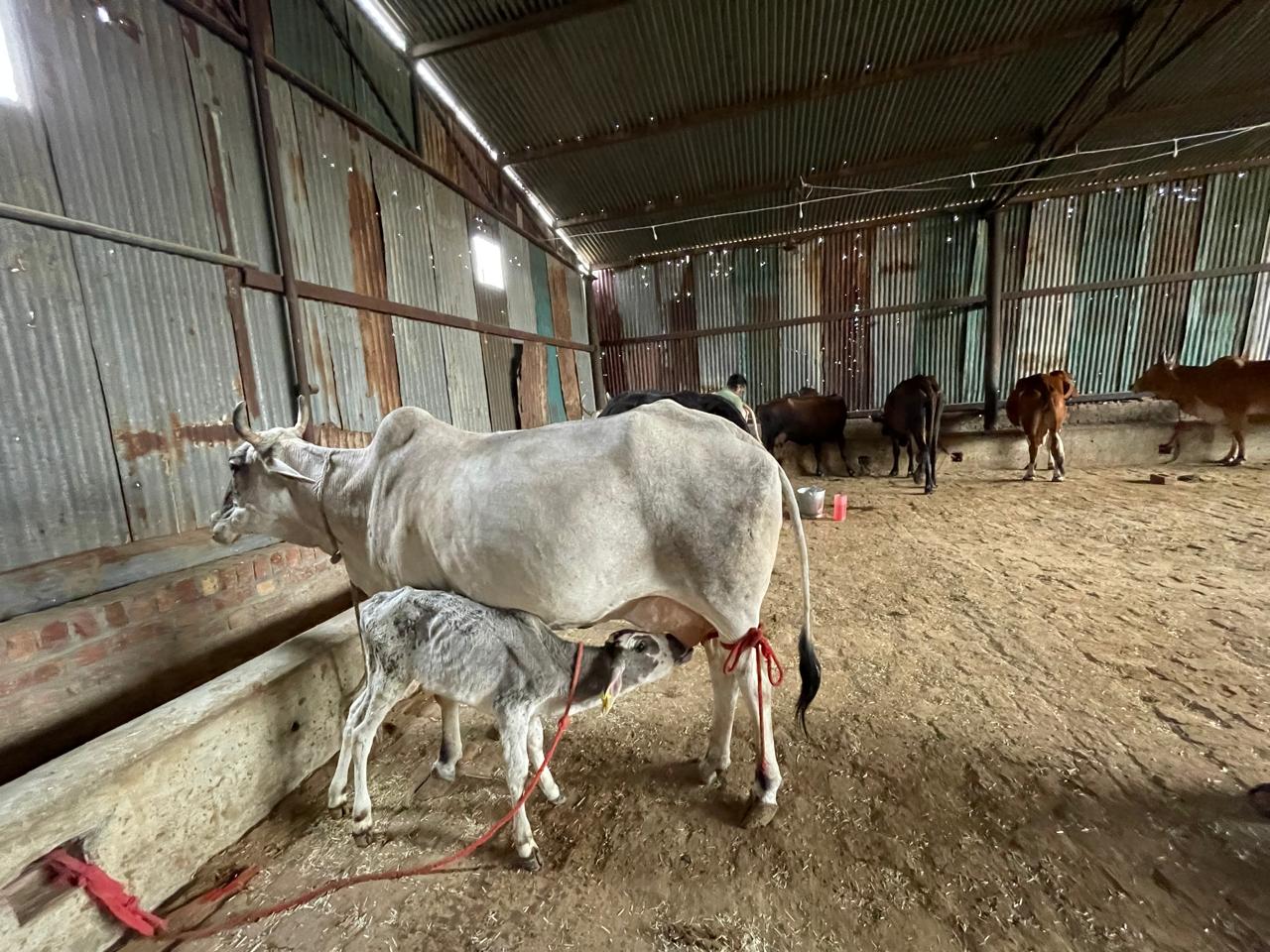A light-colored cow with horns stands on a dirt floor inside a farm shed, with a dappled grey and white calf nursing beneath it. The cow has a red rope tied around its hind leg. In the background, other cattle are visible, along with corrugated metal walls and a feeding trough.