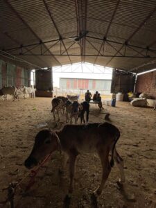 The interior of a large, dimly lit farm shed with a high corrugated metal roof. In the foreground, a brown calf with a red rope around its neck stands on the dirt floor. Behind it, a group of smaller calves are visible. Further back, several people are seated on a bench or platform. Various cows are scattered throughout the shed, which has brick and corrugated metal walls. The far end of the shed is open, revealing a bright outdoor area.
