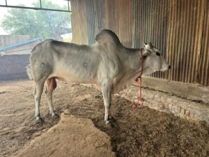 A side profile of a large, light-grey Zebu bull with a prominent hump, standing on a dirt ground inside a pen. Its head is slightly turned towards the right, and it has a red rope tied around its neck. The background consists of a corrugated metal wall and a brick structure.