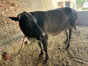 A dark brown cow with small horns stands in a pen, tied with a red rope to a brick wall on the left. The ground is dirt, and there's a brick structure in the background.