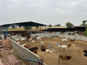 An expansive view of a livestock farm featuring multiple outdoor pens filled with cows and calves. The pens are separated by concrete barriers, and many animals are seen resting on the dry ground. A large red and blue-roofed shed provides shelter in the background, with more cattle underneath. The surrounding area is open, rural land with scattered trees.