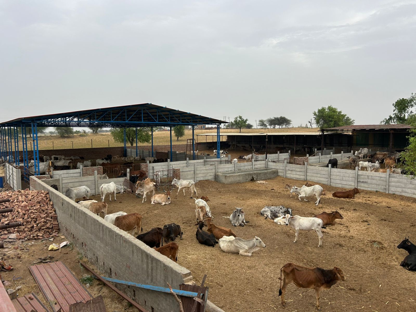An expansive view of a livestock farm featuring multiple outdoor pens filled with cows and calves. The pens are separated by concrete barriers, and many animals are seen resting on the dry ground. A large red and blue-roofed shed provides shelter in the background, with more cattle underneath. The surrounding area is open, rural land with scattered trees.
