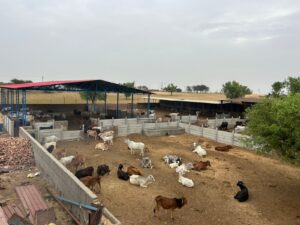 An aerial view of an outdoor cattle pen with numerous cows and calves of various colors resting on the dry, dusty ground. The pen is divided by concrete barriers. In the background, there's a large blue-framed shed with a red roof, providing shade for more cattle. Scattered trees and open fields are visible under a cloudy sky.