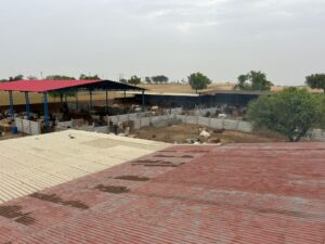 An elevated view overlooking a cattle farm. In the foreground, there are two corrugated roofs, one reddish-brown and one off-white. Beyond them, a large open-air cattle pen with concrete dividers is visible, populated by numerous cows. Further back, a red and blue-roofed shed shelters more animals. The background reveals open, dry fields with scattered trees under an overcast sky.