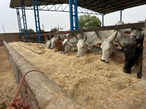 A close-up view of several cattle, including light-colored and brown cows, with their heads down in a long concrete feeding trough filled with hay or feed. The trough is located inside a shed with a metal roof and blue support beams. Other cattle are visible in the background. The ground is covered in bedding material.