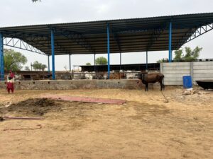 A wide view of a large, open-sided shed with a blue frame and corrugated metal roof, providing shelter for numerous cattle. A person dressed in traditional clothing stands near the left side of the shed. Another dark-colored cow stands on the right side of the dirt foreground, near a blue barrel. Concrete barriers are visible behind the shed, and the background shows sparse trees under an overcast sky.