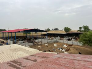 An elevated view of a large cattle farm under an overcast sky. In the foreground, parts of two corrugated metal roofs, one red and one off-white, are visible. Beyond the roofs, several outdoor pens, divided by concrete barriers, hold numerous cows and calves of various colors. A large red and blue-roofed shed provides shelter for many animals in the left background. To the right, another darker shed also houses cattle. The surrounding area consists of dry, open land with scattered trees.