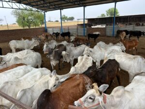 A large herd of various colored cattle, including white, brown, and black, are gathered in an outdoor pen on a farm in Bir Chhat, Punjab, India. Some animals are standing under a large, open-sided shed with a blue roof in the background, while others are in the open dirt area. Concrete barriers delineate sections of the pen. Beyond the pens, a rural landscape with scattered trees is visible under a bright sky.