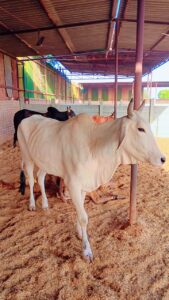 A light cream or off-white colored cow stands on a bed of hay or wood shavings inside a spacious livestock shed. The cow has small horns and looks towards the right. In the background, other darker cows are visible, along with metal support beams and the roof structure of the shed. Concrete walls are also visible further back, under a bright, sunny sky.