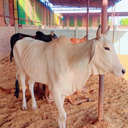 A light cream or off-white colored cow stands on a bed of hay or wood shavings inside a spacious livestock shed. The cow has small horns and looks towards the right. In the background, other darker cows are visible, along with metal support beams and the roof structure of the shed. Concrete walls are also visible further back, under a bright, sunny sky.