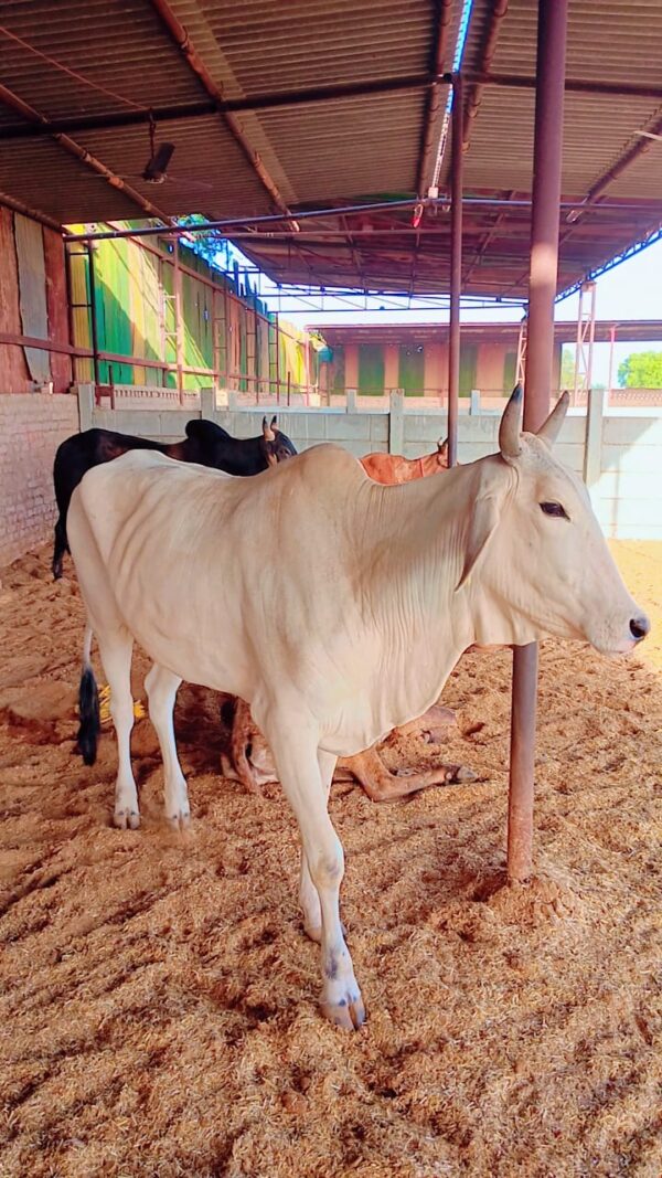 A light cream or off-white colored cow stands on a bed of hay or wood shavings inside a spacious livestock shed. The cow has small horns and looks towards the right. In the background, other darker cows are visible, along with metal support beams and the roof structure of the shed. Concrete walls are also visible further back, under a bright, sunny sky.