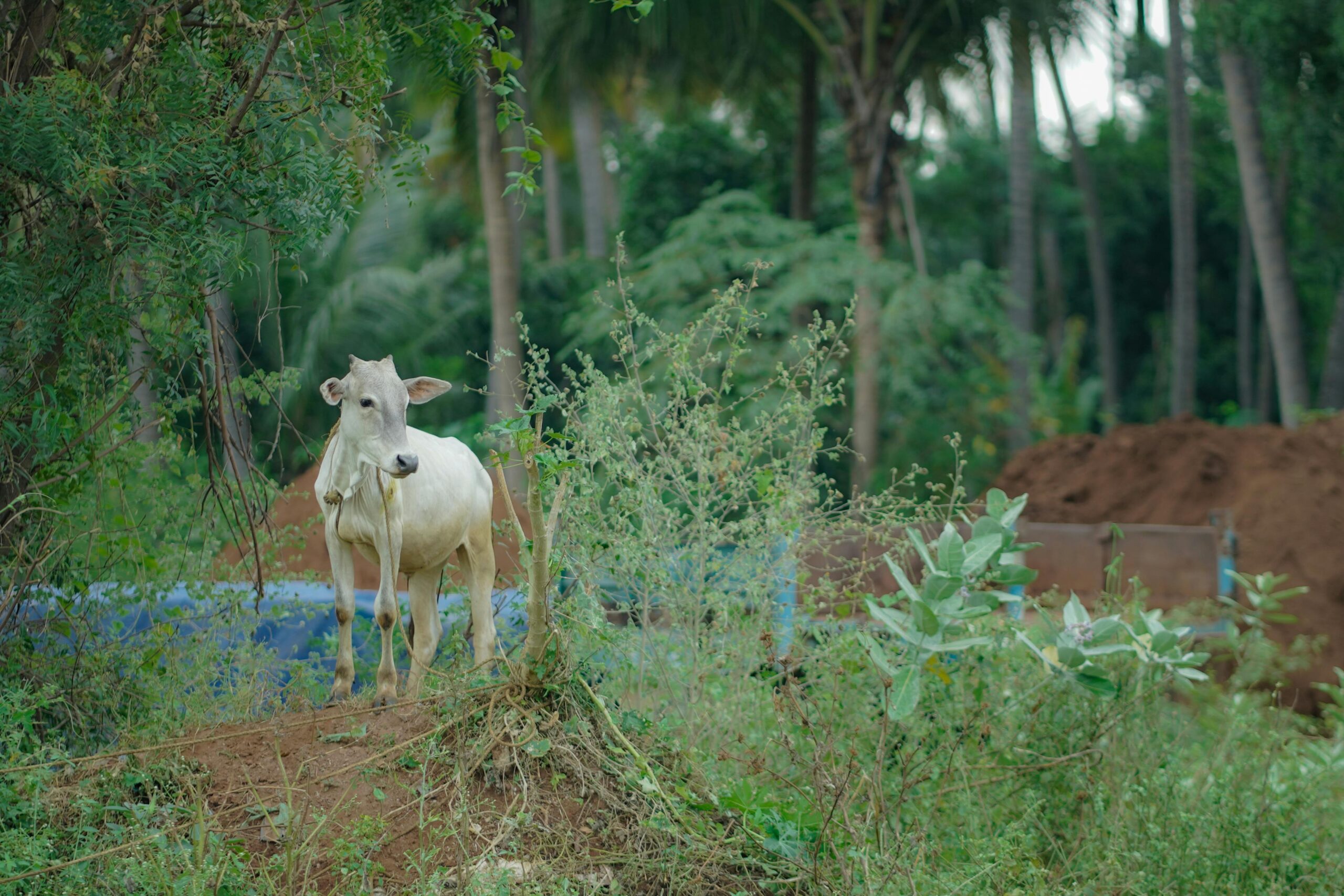 a calf standing in the greenery