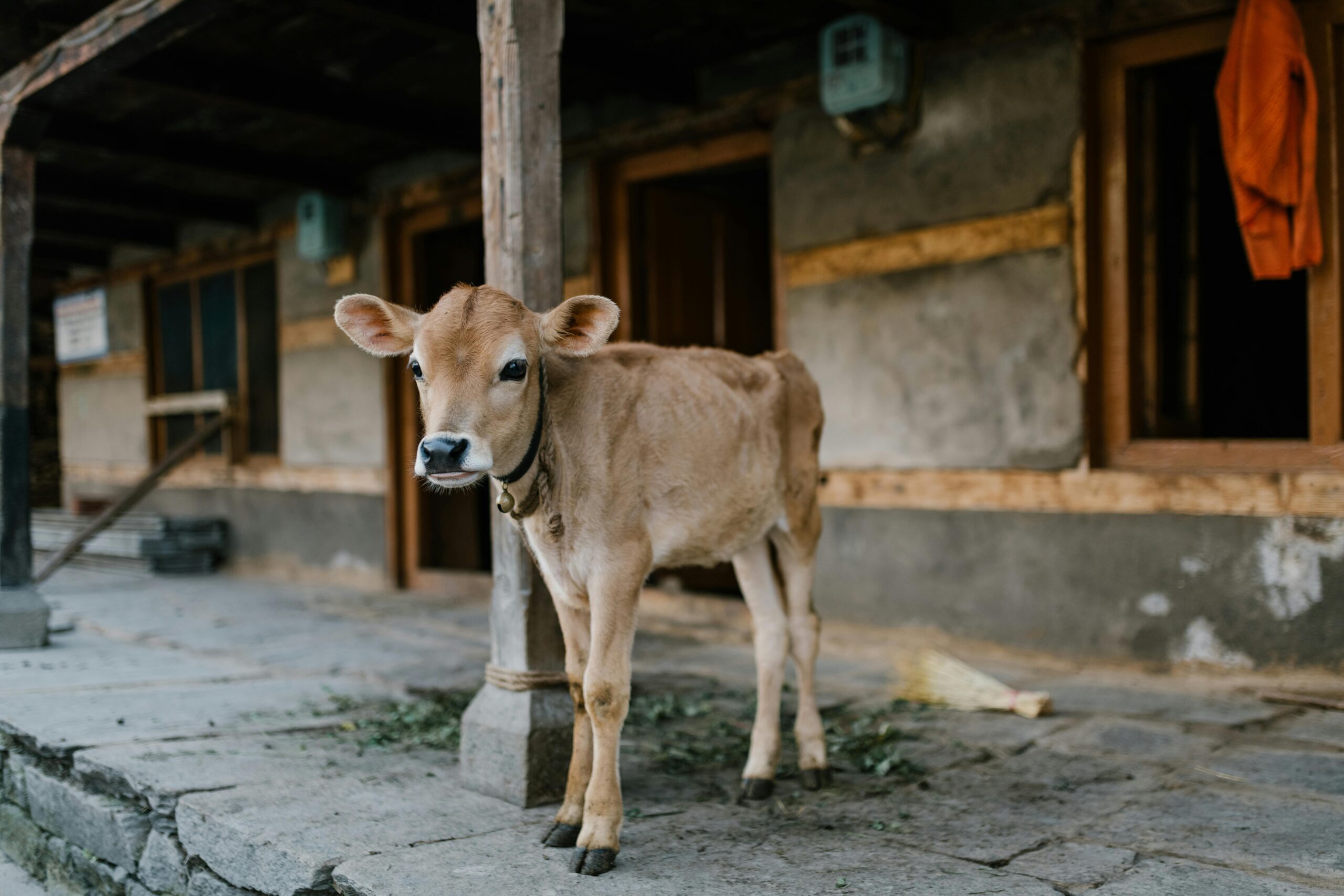 a calf standing