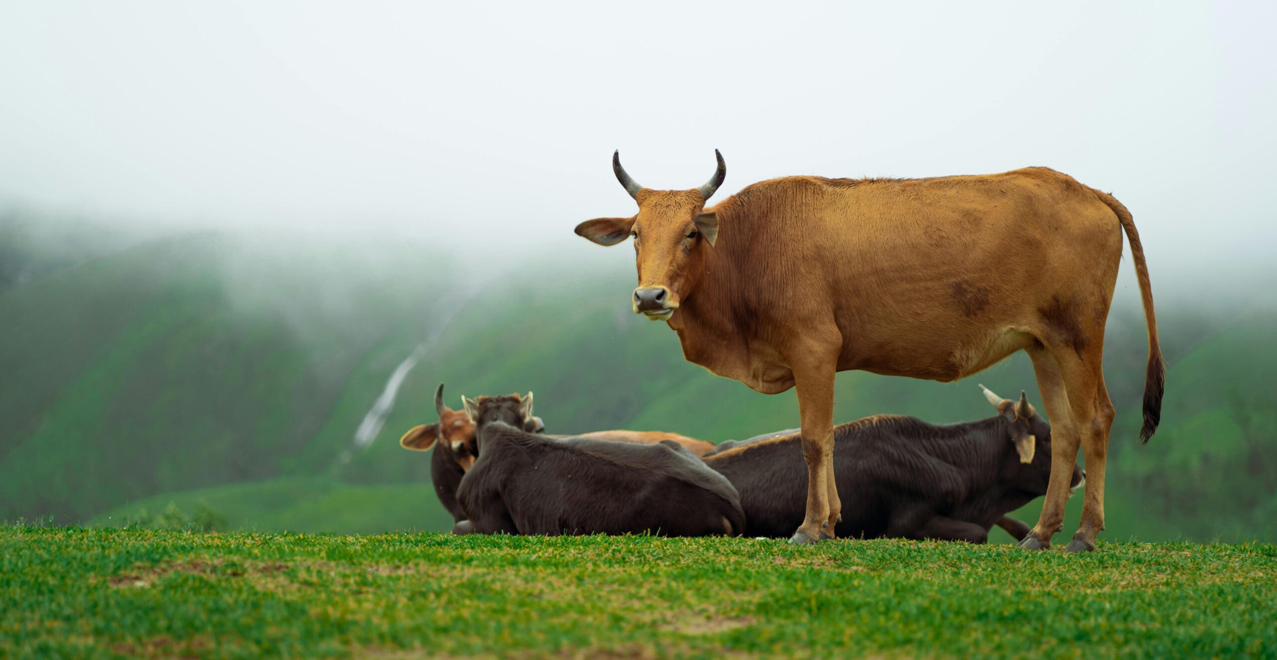 some black cows sitting and a brown cow standing on a green field