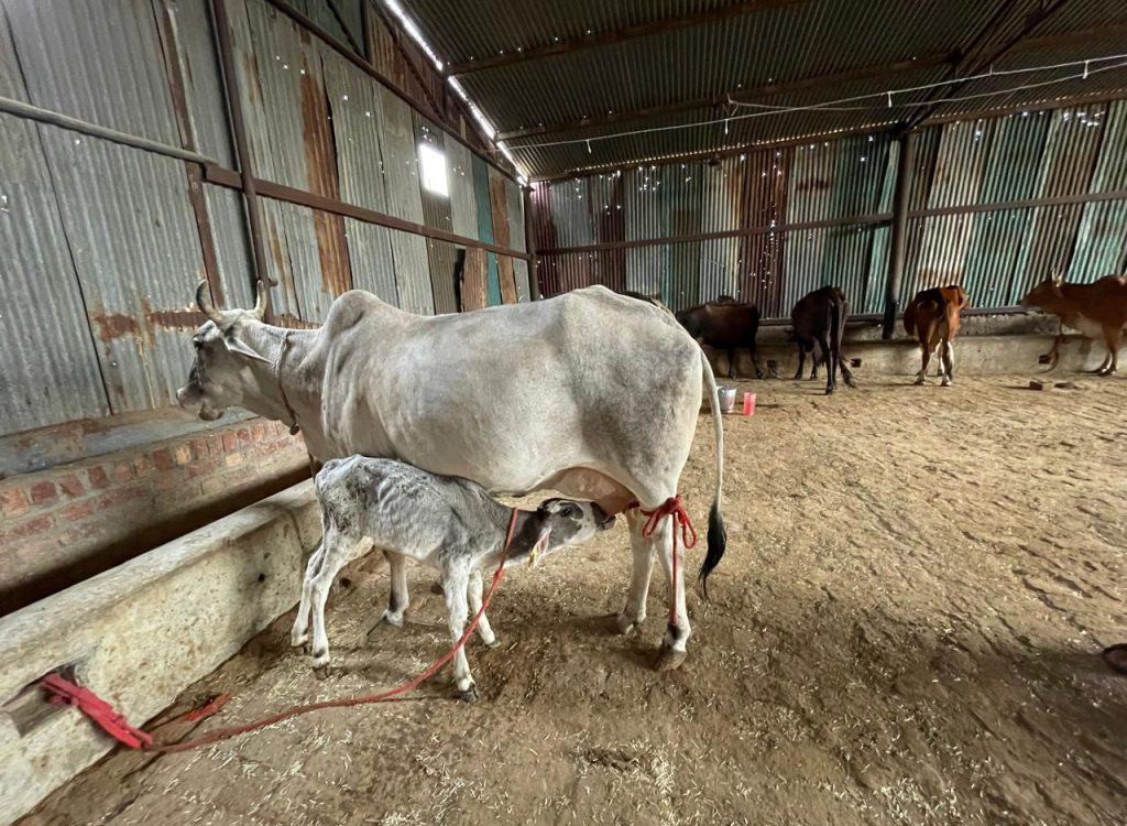A light-colored cow with horns stands on a dirt floor inside a shed, nursing a small, dappled grey and white calf. The calf is actively suckling. The cow has a red rope tied around its back leg. In the background, other cows and calves are visible, along with corrugated metal walls and a feeding trough.