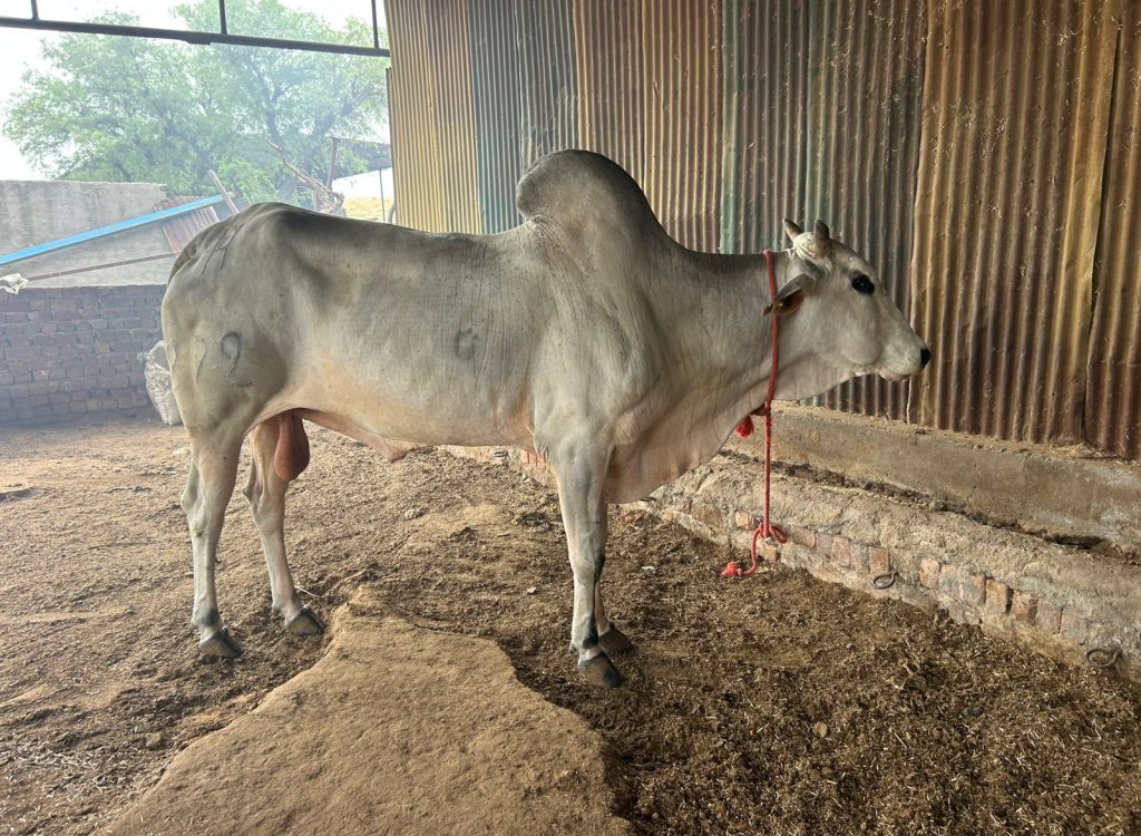 A side profile of a large, light-grey Zebu bull with a prominent hump, standing on a dirt ground inside a pen. Its head is slightly turned towards the right, and it has a red rope tied around its neck. The background consists of a corrugated metal wall and a brick structure.