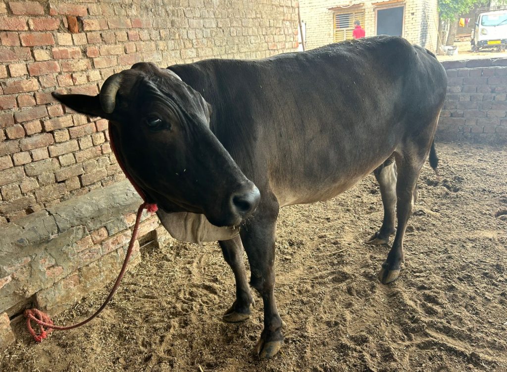 A dark brown cow with small horns stands in a pen, tied with a red rope to a brick wall on the left. The ground is dirt, and there's a brick structure in the background.
