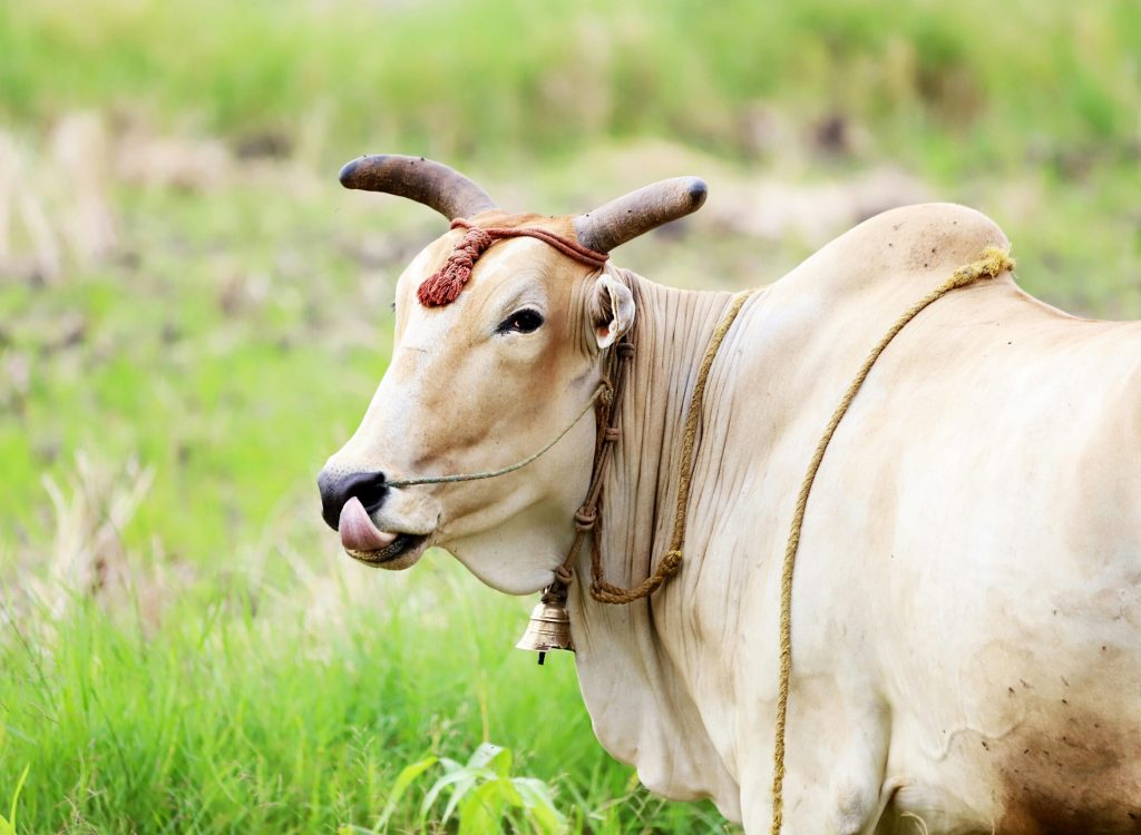 pexels-dropshado-32842189 a cow is sitting on grass
