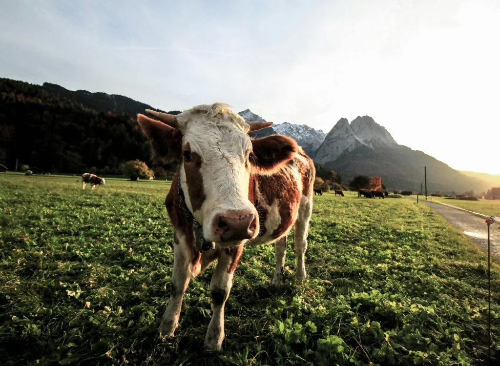 A small calf a small calf