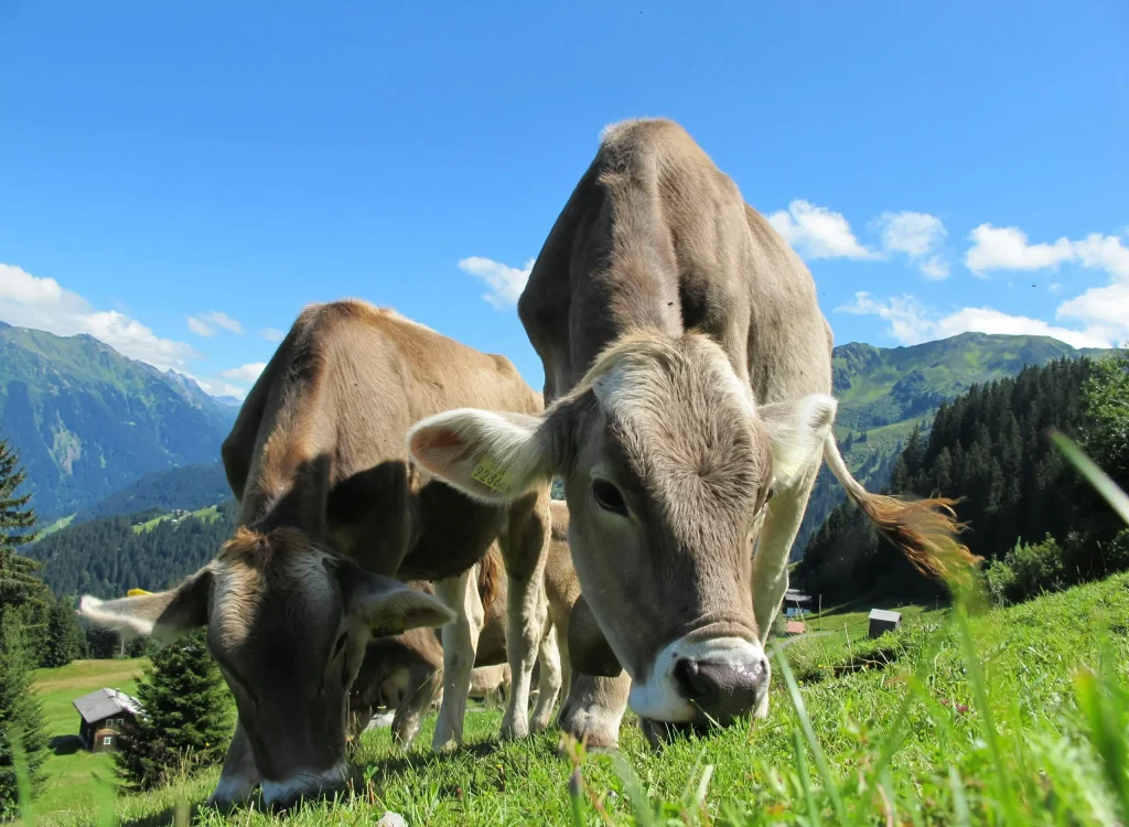 pexels-pixabay-64231 grey cows